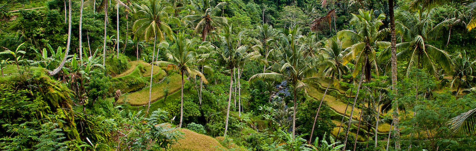 Green landscape